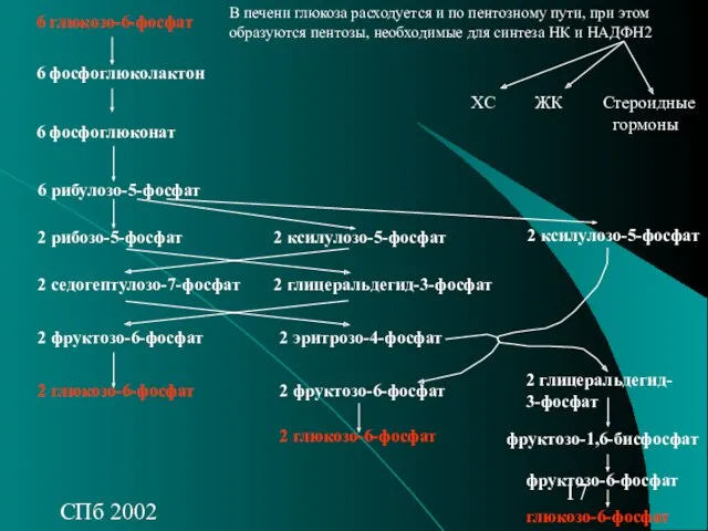 СПб 2002 В печени глюкоза расходуется и по пентозному пути,