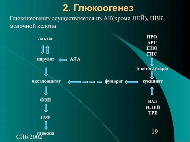 СПб 2002 2. Глюкоогенез Глюконеогенез осуществляется из АК(кроме ЛЕЙ), ПВК, молочной кслоты