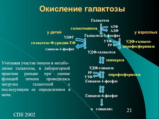 СПб 2002 Окисление галактозы Учитывая участие печени в метабо- лизме