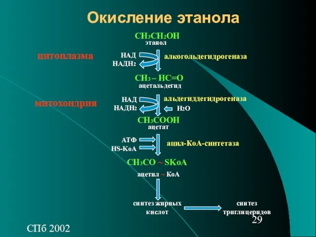 СПб 2002 Окисление этанола СН3СН2ОН СН3 – НС=О СН3СOОH СН3СO