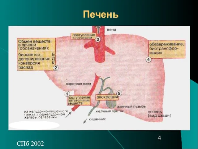 СПб 2002 Печень