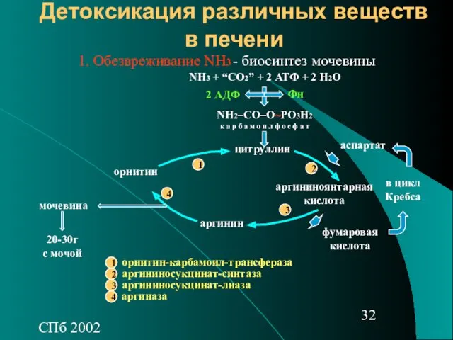 СПб 2002 Детоксикация различных веществ в печени - биосинтез мочевины