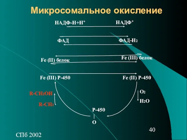 СПб 2002 Микросомальное окисление НАДФ-Н+Н+ НАДФ+ ФАД ФАД-Н2 Fe (II)