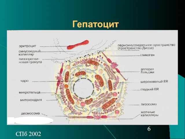СПб 2002 Гепатоцит