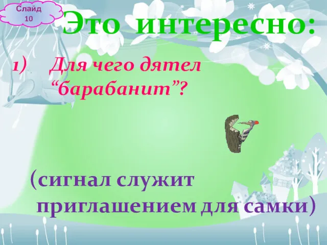 Это интересно: Для чего дятел “барабанит”? (сигнал служит приглашением для самки) Слайд 10