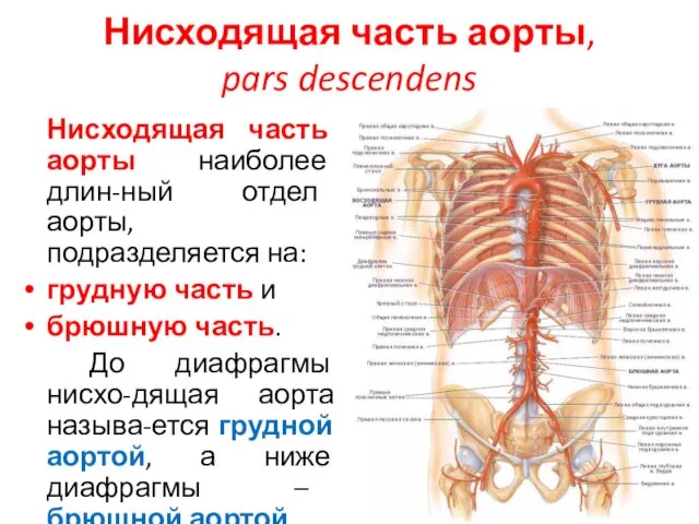 Нисходящая часть аорты, pars descendens Нисходящая часть аорты наиболее длин-ный