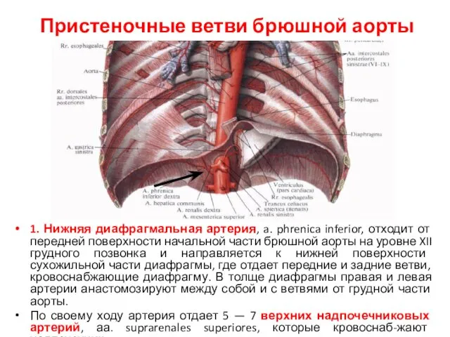 Пристеночные ветви брюшной аорты 1. Нижняя диафрагмальная артерия, a. phrenica