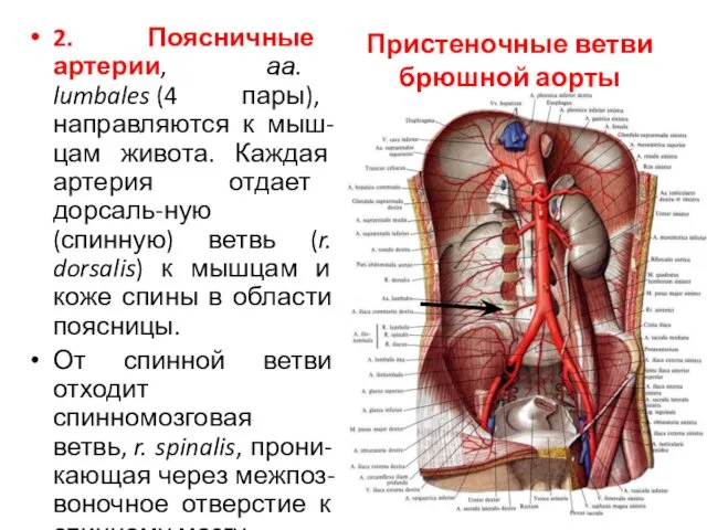 Пристеночные ветви брюшной аорты 2. Поясничные артерии, аа. lumbales (4