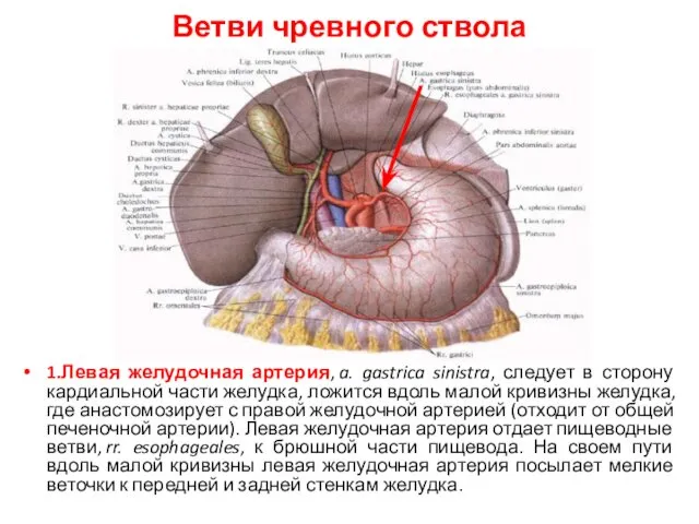 Ветви чревного ствола 1.Левая желудочная артерия, a. gastrica sinistra, следует