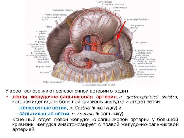 У ворот селезенки от селезеночной артерии отходит левая желудочно-сальниковая артерия,