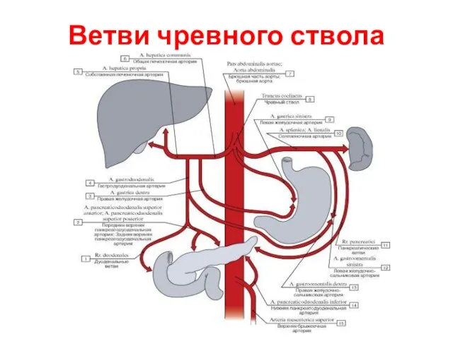 Ветви чревного ствола