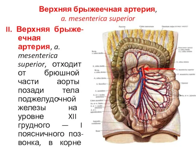 Верхняя брыжеечная артерия, a. mesenterica superior II. Верхняя брыже-ечная артерия,