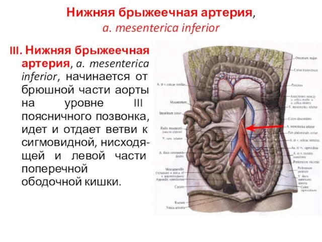 Нижняя брыжеечная артерия, a. mesenterica inferior III. Нижняя брыжеечная артерия,