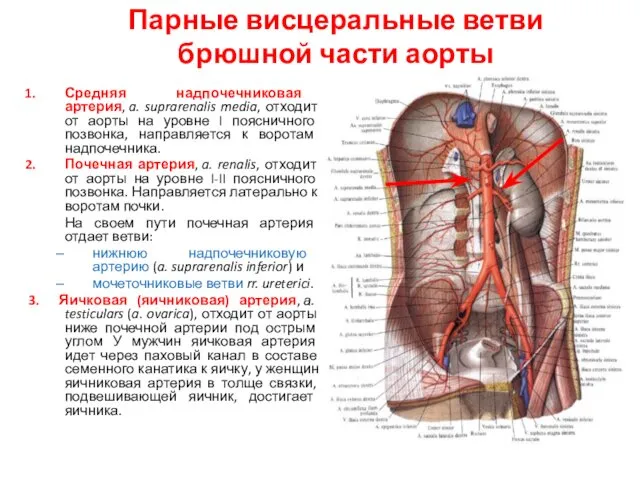 Парные висцеральные ветви брюшной части аорты Средняя надпочечниковая артерия, a.