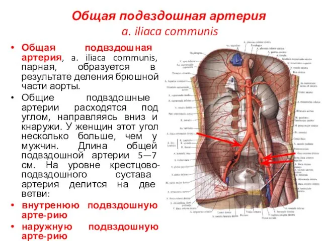 Общая подвздошная артерия a. iliaca communis Общая подвздошная артерия, a.