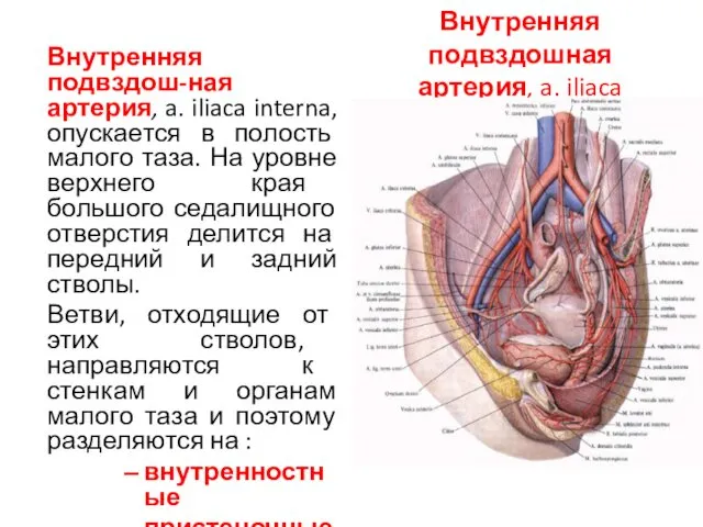 Внутренняя подвздошная артерия, a. iliaca Внутренняя подвздош-ная артерия, a. iliaca