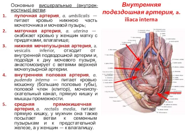 Внутренняя подвздошная артерия, a. iliaca interna Основные висцеральные (внутрен-ностные) ветви: