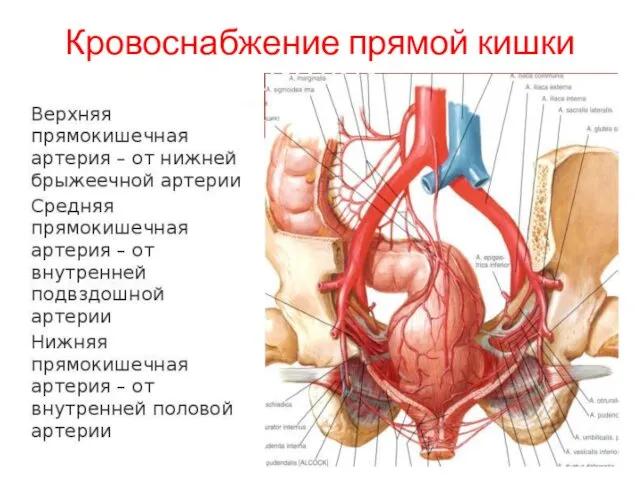 Кровоснабжение прямой кишки