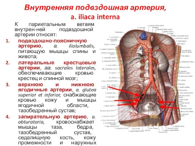 Внутренняя подвздошная артерия, a. iliaca interna К париетальным ветвям внутрен-ней