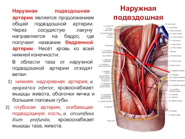 Наружная подвздошная артерия,a. iliaca externa Наружная подвздошная артерия является продолжением