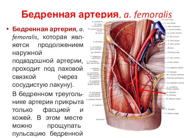 Бедренная артерия, a. femoralis Бедренная артерия, a. femoralis, которая явл-яется