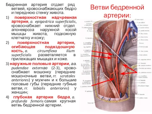 Ветви бедренной артерии: Бедренная артерия отдает ряд ветвей, кровоснабжающих бедро