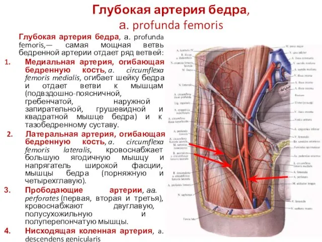 Глубокая артерия бедра, а. profunda femoris Глубокая артерия бедра, а.