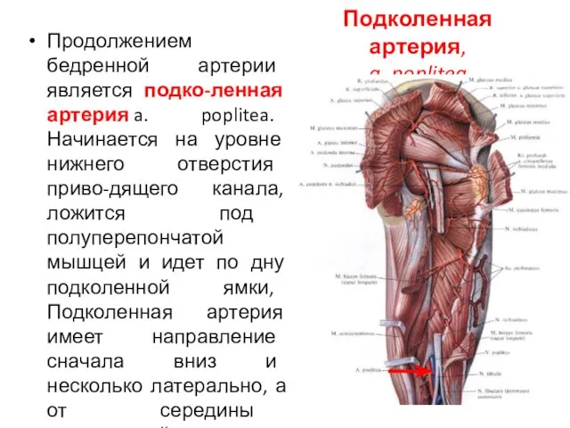 Подколенная артерия, a. poplitea Продолжением бедренной артерии является подко-ленная артерия