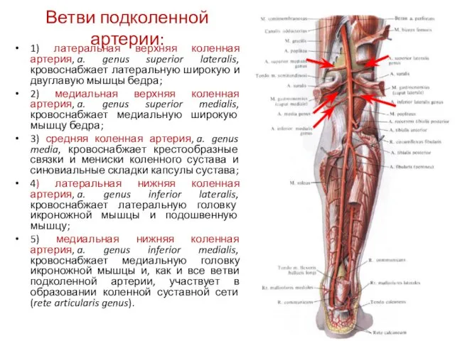 Ветви подколенной артерии: 1) латеральная верхняя коленная артерия, a. genus