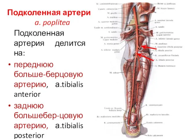 Подколенная артерия, a. poplitea Подколенная артерия делится на: переднюю больше-берцовую