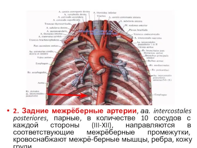 2. Задние межрёберные артерии, аа. intercostales posteriores, парные, в количестве