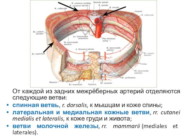 От каждой из задних межрёберных артерий отделяются следующие ветви: спинная