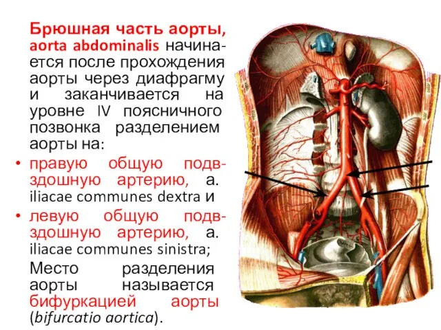 Брюшная часть аорты, aorta abdominalis начина-ется после прохождения аорты через