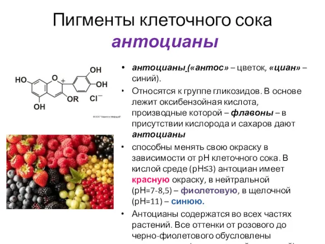 Пигменты клеточного сока антоцианы антоцианы («антос» – цветок, «циан» –