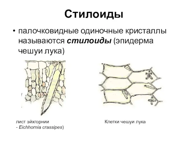 Стилоиды палочковидные одиночные кристаллы называются стилоиды (эпидерма чешуи лука) лист