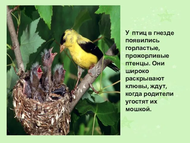 У птиц в гнезде появились горластые, прожорливые птенцы. Они широко