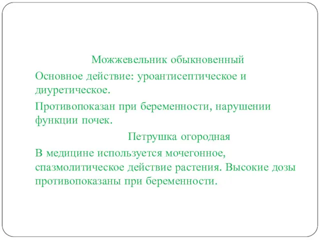 Можжевельник обыкновенный Основное действие: уроантисептическое и диуретическое. Противопоказан при беременности,