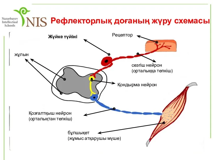 Жүйке түйіні Рецептор сезгіш нейрон (орталыққа тепкіш) жұлын бұлшықет (жұмыс