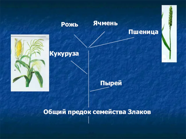 Общий предок семейства Злаков Пырей Кукуруза Рожь Пшеница Ячмень