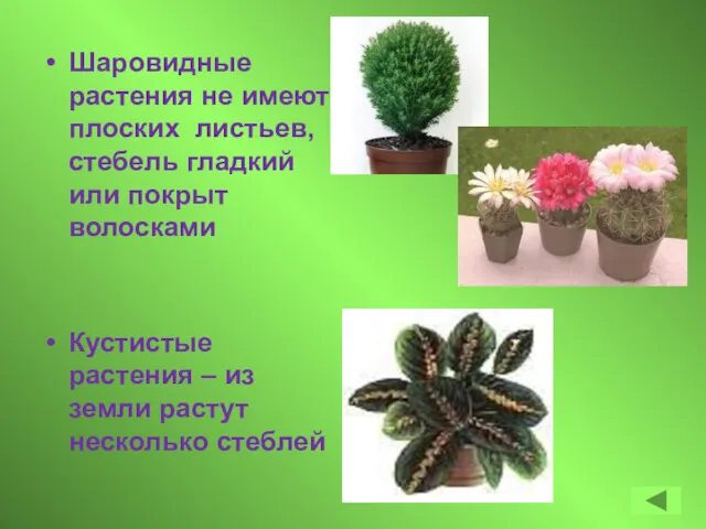 Шаровидные растения не имеют плоских листьев, стебель гладкий или покрыт