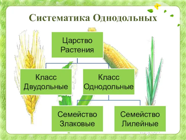 Систематика Однодольных