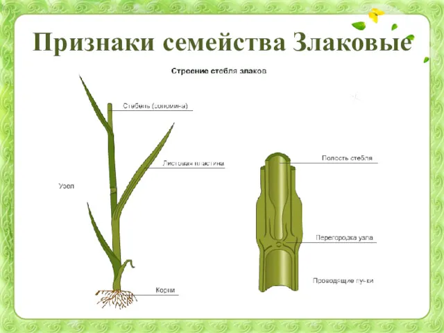 Признаки семейства Злаковые