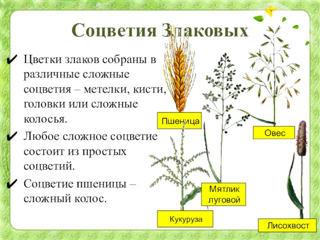 Соцветия Злаковых Цветки злаков собраны в различные сложные соцветия –