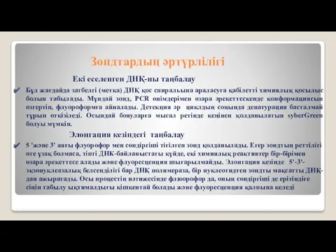 Екі еселенген ДНҚ-ны таңбалау Бұл жағдайда затбелгі (метка) ДНҚ қос