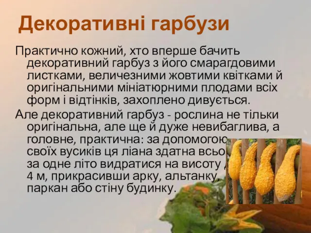 Практично кожний, хто вперше бачить декоративний гарбуз з його смарагдовими