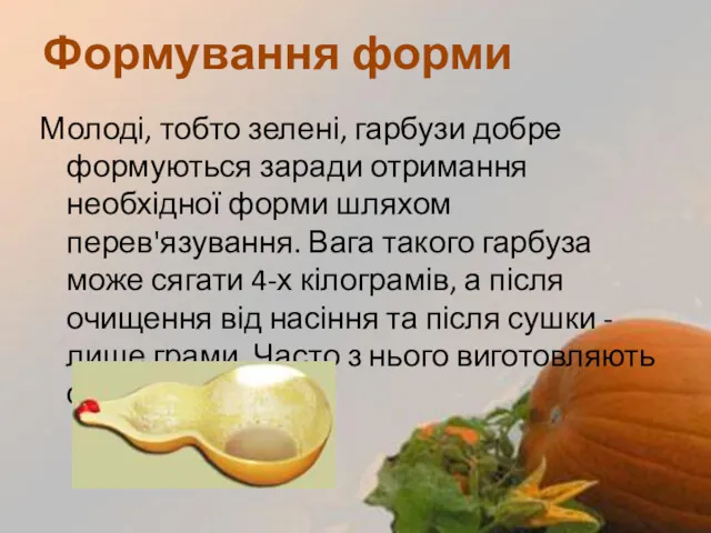 Молоді, тобто зелені, гарбузи добре формуються заради отримання необхідної форми