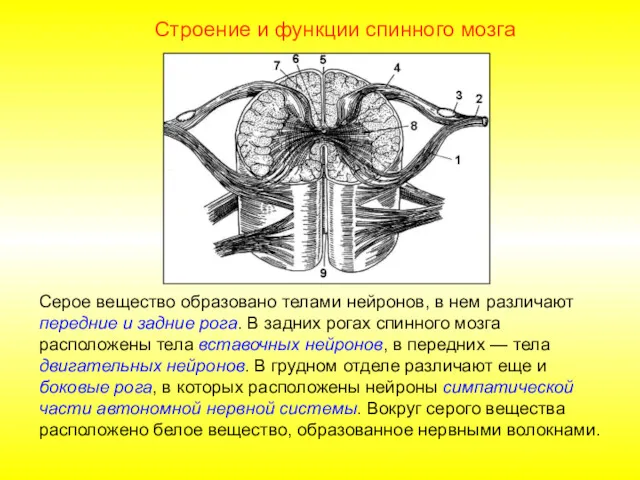 Строение и функции спинного мозга Серое вещество образовано телами нейронов,