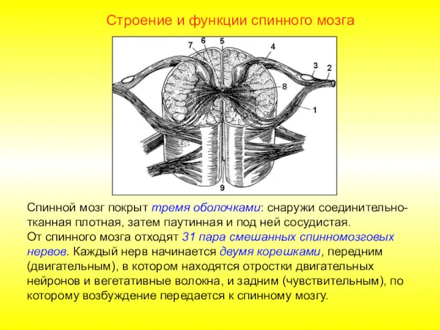Строение и функции спинного мозга Спинной мозг покрыт тремя оболочками: