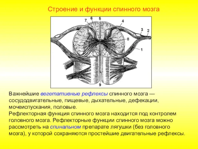 Строение и функции спинного мозга Важнейшие вегетативные рефлексы спинного мозга