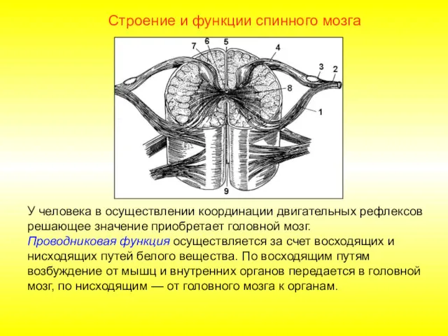 Строение и функции спинного мозга У человека в осуществлении координации